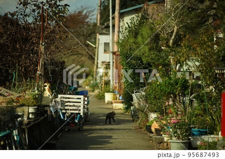 琵琶湖に浮かぶ有人島・沖島の町並みを散歩する地域猫 95687493