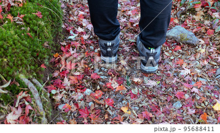 日本の秋の山で見られる紅葉した落ち葉 95688411