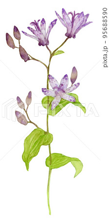 ホトトギスの花の水彩画のイラスト素材 [95688590] - PIXTA