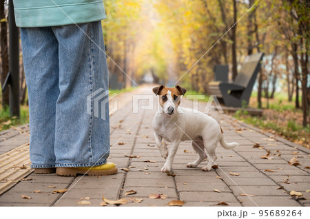 Dog jack russell terrier with the owner on a walk in the autumn park.  95689264