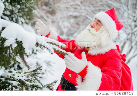 Surprised Santa Claus walks through a snowy coniferous forest at the North Pole in Lapland. Merry Christmas. Postcard. Surprised Santa Claus walks through a snowy coniferous forest at the North Pole in Lapland. Merry Christmas. Postcard. 95689415