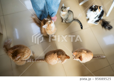 Caucasian woman with cats in a cat cafe. 95689525