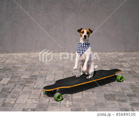Jack Russell Terrier dog dressed in sunglasses and a plaid bandanna performs tricks on a longboard. Jack Russell Terrier dog dressed in sunglasses and a plaid bandanna performs tricks on a longboard. 95689530