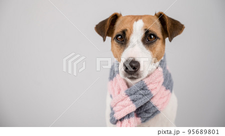 Dog Jack Russell Terrier wearing a knit scarf on a white background. 95689801