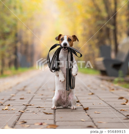 Jack Russell Terrier dog holding a leash for a walk in the autumn park. Jack Russell Terrier dog holding a leash for a walk in the autumn park. 95689915