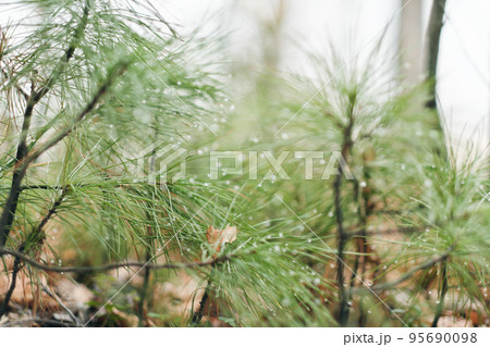 pine tree sprouts in a forest nursery. young sprigs growing. morning dew and fog. nature scene in siberian forest. Forestry and agriculture concept. pine tree sprouts in a forest nursery. young sprigs growing. morning dew and fog. nature scene in siberian forest. Forestry and agriculture concept. 95690098