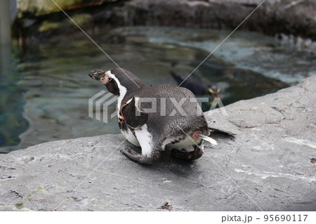 動物園のプールサイドの岩の上に腹ばいにねるフンボルトペンギンがいる