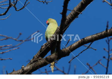 ワカケホンセイインコ 95690219