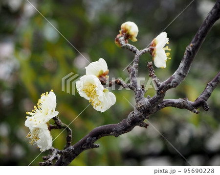 雲竜梅の花 雲竜梅の花 95690228