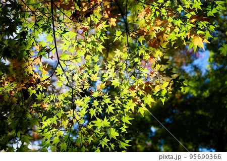 もみじ もみじ 95690366