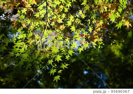 もみじ 95690367