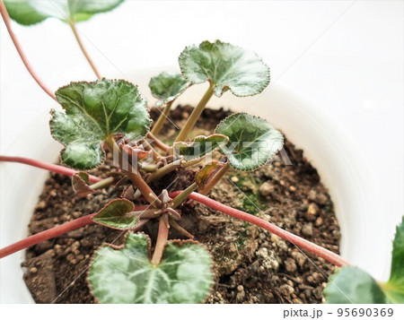 シクラメン 植え替え後 シクラメン 植え替え後 95690369