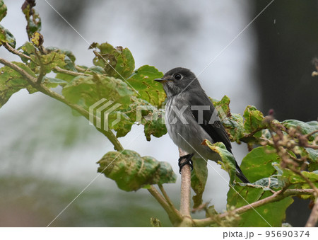 野尻高原大学村　別荘地の枝にとまるコサメビタキ 95690374