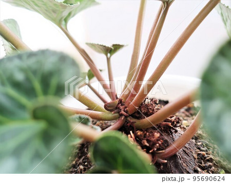 シクラメン　植え替え後 95690624