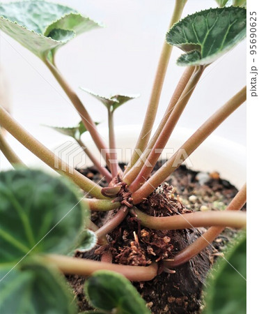 シクラメン　植え替え後 95690625