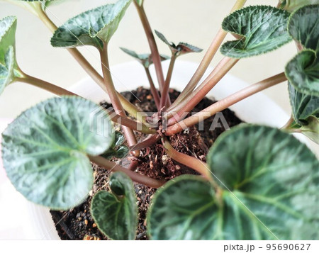 シクラメン　植え替え後 95690627