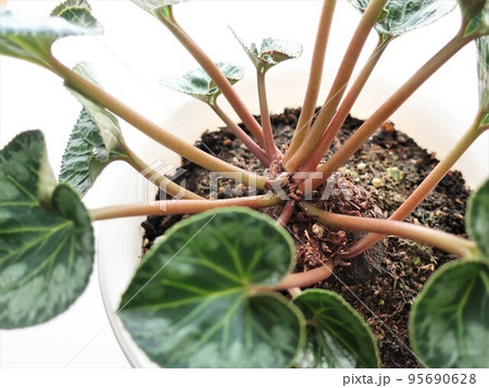 シクラメン　植え替え後 95690628