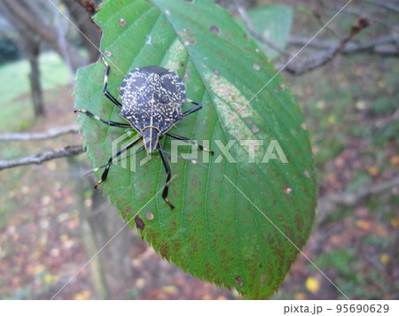 E258 キマダラ 95690629