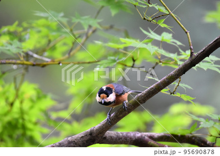 黒姫高原 大学村に住むヤマガラ 黒姫高原 大学村に住むヤマガラ 95690878