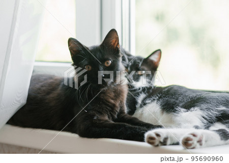 Two beautiful young kitten in black and white lies on the window. Home favorite pet 95690960