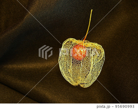 透かし酸漿　黒背景 95690993