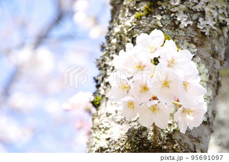 開花した桜 95691097