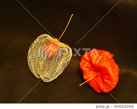 透かし酸漿とオレンジの酸漿　黒背景 95692008