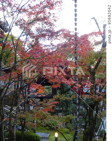 京都の紅葉をめぐる　永観堂編 95692042