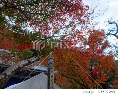 京都の紅葉をめぐる　永観堂編 95692044