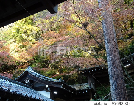 京都の紅葉をめぐる 永観堂編 京都の紅葉をめぐる 永観堂編 95692082