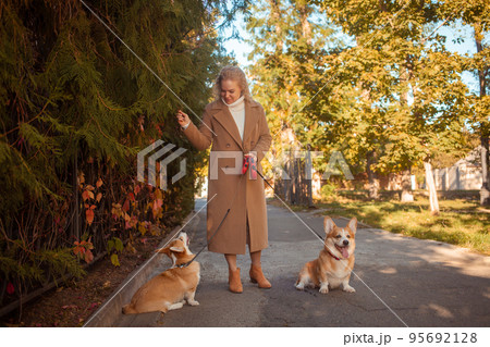 beautiful woman walks with two corgi dogs in park in fall. Happy, smiling, portrait. executes sit command 95692128