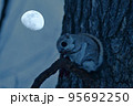 月夜のモモンガ 95692250