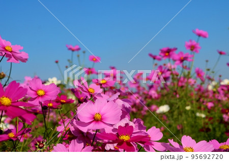 青い秋の空に彩りを添えるコスモスの花　お花畑　栃木 95692720