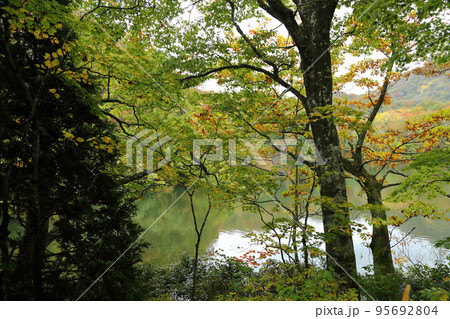 十二湖　 落口の池 【青森県深浦町・津軽国定公園】 95692804