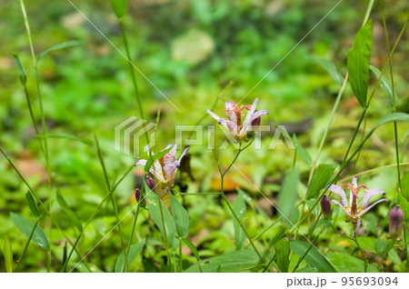 湿性植物園に咲くホトトギス(杜鵑草) 湿性植物園に咲くホトトギス(杜鵑草) 95693094