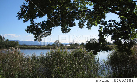 池のある公園と緑豊かな立派な木 池のある公園と緑豊かな立派な木 95693188