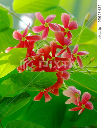 南国の赤い花 熱帯植物(8月)シクンシ12V3.4 南国の赤い花 熱帯植物(8月)シクンシ12V3.4 95693482