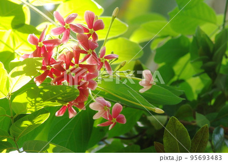 南国の赤い花　熱帯植物(8月)シクンシ13 95693483
