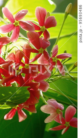 南国の赤い花　熱帯植物(8月)シクンシ13V9.16 95693486