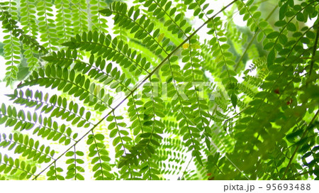緑の葉の模様が美しい　熱帯植物(8月)ジャカランダ01H16.9 95693488