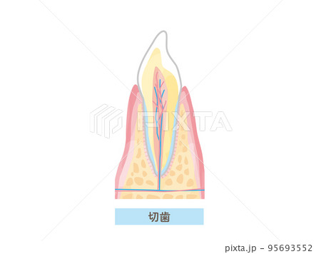 歯の構造/断面図のベクターイラスト素材 歯の構造/断面図のベクターイラスト素材 95693552