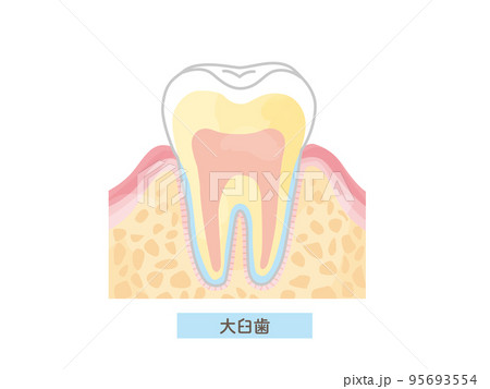 歯の構造/断面図のベクターイラスト素材 歯の構造/断面図のベクターイラスト素材 95693554