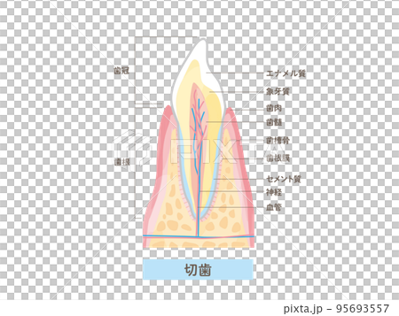 歯の構造と名称/断面図のベクターイラスト素材 95693557