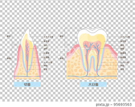 牙齒結構及名稱/截面矢量圖解材料 95693563