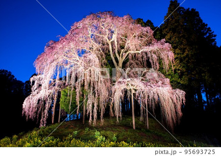 ライトアップされた｢合戦場のしだれ桜」(福島県二本松市、4月中旬) 95693725