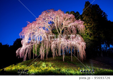 ライトアップされた｢合戦場のしだれ桜」(福島県二本松市、4月中旬) 95693726