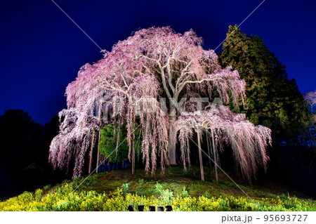 ライトアップされた｢合戦場のしだれ桜」(福島県二本松市、4月中旬) 95693727