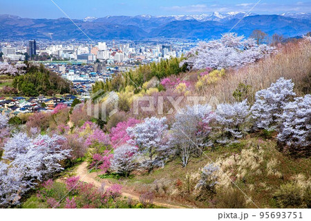 春爛漫の花見山(福島県福島市、4月) 95693751