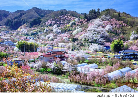 春爛漫の花見山(福島県福島市、4月) 春爛漫の花見山(福島県福島市、4月) 95693752