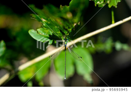 瀧神社裏の青池付近に生息する糸蜻蛉 95693945